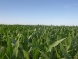 Asistencia Seguimiento Maiz Dekalb 13-14 [Oncativo]-V2V12-N&ordm; 66
