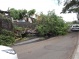 1 photo d'arbre déraciné tombé sur la route à Saint-Louis