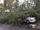 1 photo de voiture sous un arbre déraciné à Bois de Nèfles