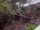 1 photo d'arbre déraciné à Saint-Louis