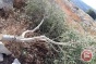 Israeli settlers chop down 150 olive trees near Ramallah