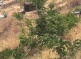 Israeli Soldiers Uproot Palestinian Trees In Al-‘Isawiya