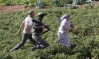 Israeli Settlers Assault Farmer near Bethlehem