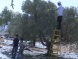 Illegal Colonists Attack Palestinian, International Activists, In Olive Orchards Near Bethlehem