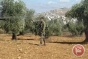 Witness - Settlers continue to attack olive pickers