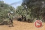 Witness - Settlers continue to attack olive pickers