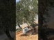 Witness - Settlers continue to attack olive pickers