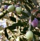 Settlers Steal Olive Harvest in Nablus Area