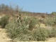 Illegal Colonists Cut And Uproot 60 Olive Trees Near Nablus And Salfit