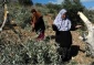 Soldiers Uproot 30 Trees, Demolish 150 Walls And Wells, In Salfit