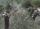 Illegal Colonists Chop 30 Olive Trees Near Nablus