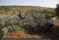 REPORT: Israeli Settlers Vandalized 1600 Palestinian-Owned Trees This Year