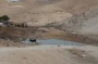 Settlers Flood Palestinian Farm Lands near Hebron