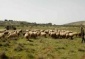Israeli Settlers Run Over Sheep, Burn Palestinian Crops near Hebron