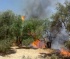 Armed Israeli Settlers Burn Hundreds of Olive Trees south of Nablus