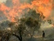 Settlers Burn Palestinian-owned Olive, Almond Trees near Nablus