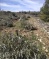 Israeli Settlers Uproot Olive Trees near Nablus