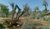 Israeli Settlers Storm Village, Chop Trees, Set up Mobile Home