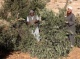 Israeli Authorities Destroy Fruitful Trees, Seize 200 Acres of Land