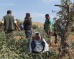 Four Hundred Olive Saplings Uprooted by Israeli Forces in the West Bank