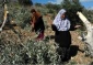 Olive Trees, Grapevines Damaged by Israeli Settlers near Bethlehem