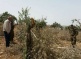 300 Palestinian-owned Olive Trees Cut by Illegal Settlers near Bethlehem