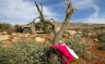 Israeli Authorities to Uproot Ancient Palestinian Trees in Northern Nablus