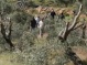 Israeli Colonists Cut 12 Olive Trees Near Salfit
