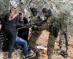 Israeli Colonists Attack, Injure, Palestinians While Picking Their Olive Trees Near Ramallah