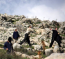 Israeli Colonists Injure Two Palestinians Near Qalqilia