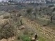 Israeli Colonists Uproot Dozens Of Olive Trees Near Salfit