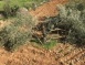 Israeli Colonists Cut Dozens Of Olive Trees Near Bethlehem