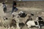 Israeli Colonists Steal Seven Sheep From Palestinian Shepherd Near Nablus