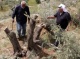 Israeli Colonists Cut Many Olive Trees, Demolish Retaining Walls, Near Salfit