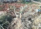 Israeli Colonists Cut Trees, Damage Fence, Near Nablus