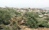 Israeli Settlers Uproot Olive Trees in Hares