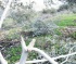 Israeli Colonists Attack Homes, Uproot Trees, Near Hebron