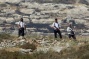 Israeli Colonizers Shoot at Palestinian Farmers near Salfit