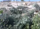 Soldiers Uproot 200 Olive Trees Near Nablus