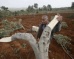 Israeli Settlers Cut 150 Palestinian-owned Olive Trees near Nablus