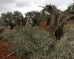 Israeli Colonizers Cut Dozens Of Olive Trees Near Bethlehem