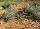 Israeli Soldiers Uproot Dozens Of Olive Trees In Northern Plains
