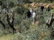 Israeli Colonizers Uproot Palestinian Olive Saplings In Bethlehem