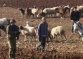 Israeli Colonizers Attack Palestinian Shepherds In Northern Plains