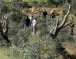 Israeli Colonizers Cut 80 Olive Trees, Near Ramallah
