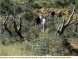 WAFA: “Israeli settlers chop olive trees, steal harvesting equipment in Nablus”