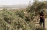 Israeli Colonizers Cut And Uproot 300 Olive Trees Near Ramallah