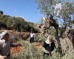 Soldiers Attack Palestinians Harvesting Their Olive Trees Near Nablus