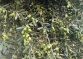 Army Sprays Toxins At Palestinian Orchard Near Bethlehem, Detroys 70 Olive Saplings