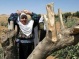 Israeli Soldiers Uproot 130 Trees, Bulldoze Farmlands, In Hebron